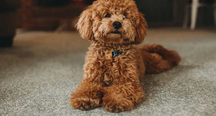 Best Stain Remover for Pet Accidents in 2026